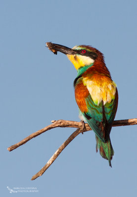 European Bee-eater, Guêpier d'Europe (Merops apiaster)