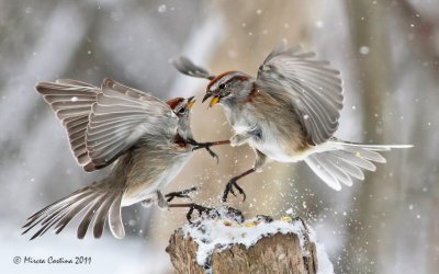  American Tree Sparrow (Spizella arborea) fight