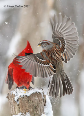 American Tree Sparrow VS Northern Cardinal