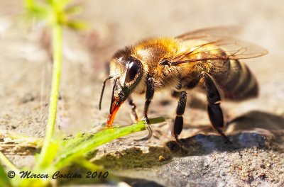 European honey bee (Apis mellifera)