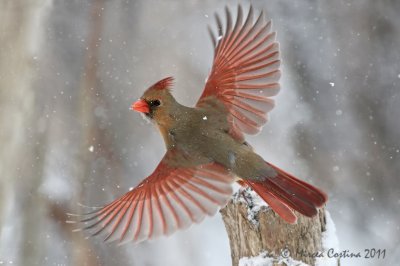 Northern Cardinal (Cardinalis cardinalis) female in winter