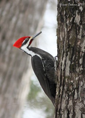 Pileated Woodpecker, Grand Pic (Dryocopus pileatus) male