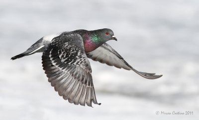 Rock Pigeon  (Columba livia) in flight