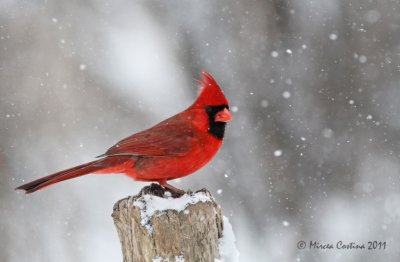 Northern Cardinal, Cardinal rouge, (Cardinalis cardinalis)
