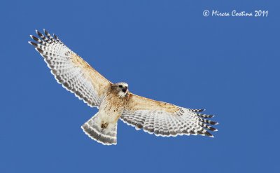 Red-shouldered Hawk, Buse  paulettes ( Buteo lineatus )