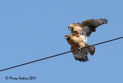 Red-shouldered Hawk, Buse  paulettes ( Buteo lineatus )