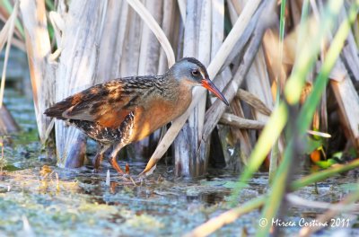 Virginia Rail, Rle de Virginie ( Rallus limicola)