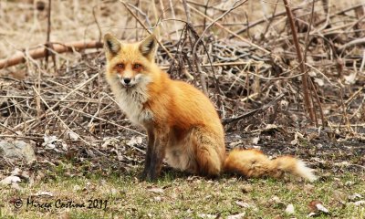 Red Fox , renard roux (Vulpes vulpes)