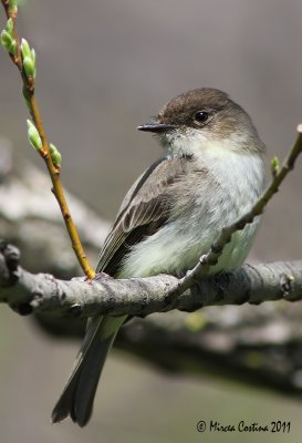 Eastern Phoebe,Moucherolle phébi ( Sayornis phoebe)