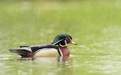 Under the rain, Wood duck (Aix sponsa)