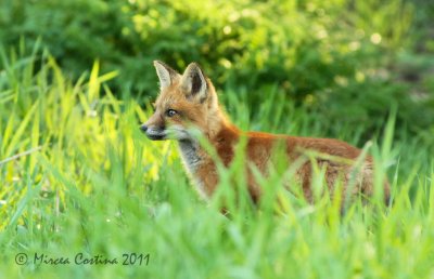 Red Fox, Renard roux (Vulpes vulpes)