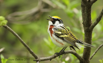 Chestnut-sided Warbler, Paruline à flancs marron ( Dendroica pensylvanica )