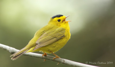 Wilson's Warbler,Paruline à calotte noire ( Wilsonia pusilla )