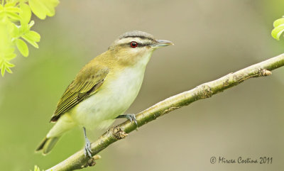 Red-eyed Vireo, Viréo aux yeux rouges (Vireo olivaceus)