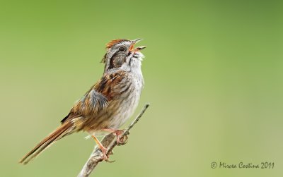 Swamp sparrow ( Zonotrichia georgiana )