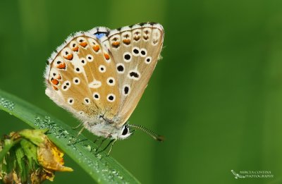 Adonis Blue ( Polyommatus bellargus)