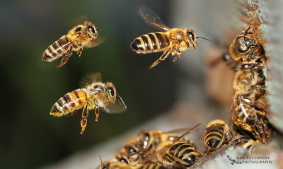European honey bees (Apis mellifera)