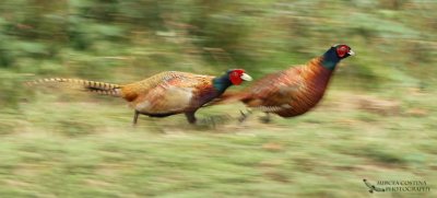 Common Pheasants (Phasianus colchicus)