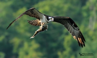 Osprey, Balbuzard pcheur  (Pandion haliaetus)