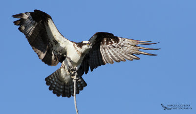 Osprey  (Pandion haliaetus) landing