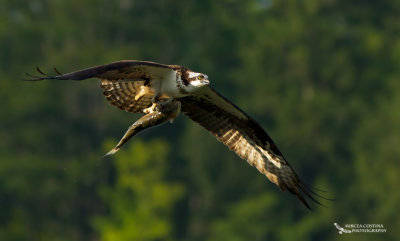 Osprey, Balbuzard pcheur  (Pandion haliaetus)