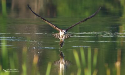 Osprey, Balbuzard pcheur  (Pandion haliaetus)