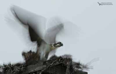 Osprey, Balbuzard pcheur (Pandion haliaetus)