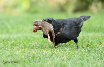 Rook and rat (Corvus frugilegus)