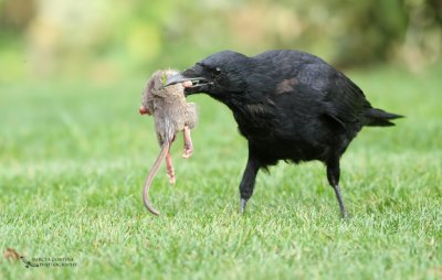 Rook and rat, Corbeau freux (Corvus frugilegus)