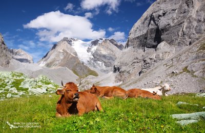 Cows in Vanoise National Park-France