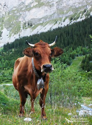 Vache Tarentaise - Parc national de la Vanoise-Alpes