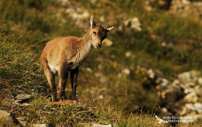  Alpine ibex (Capra ibex) baby