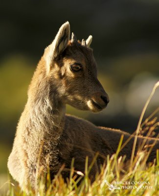  Alpine ibex (Capra ibex) baby