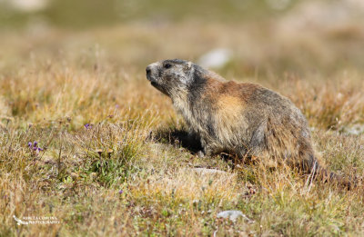 La marmotte des Alpes, Alpine Marmot (Marmota marmota)