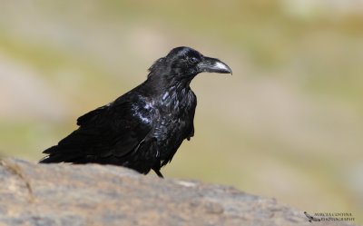 Grand Corbeau, Common Raven (Corvus corax)