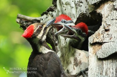Pileated Woodpecker at nest, Grand Pic (Dryocopus pileatus)