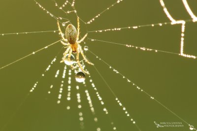 Spider and dew