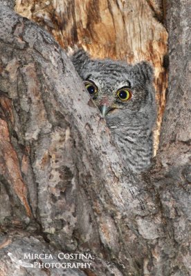 Eastern Screech Owl-baby, Petit-duc macul (Megascops asio)