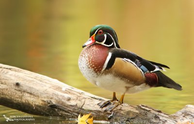 Wood-duck, Canard branchu (Aix sponsa)