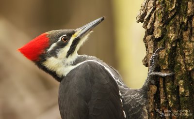 Pileated Woodpecker, Grand Pic (Dryocopus pileatus)