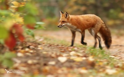 Autumn Fox (Vulpes vulpea)