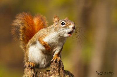 North American red squirrel (Tamiasciurus hudsonicus)