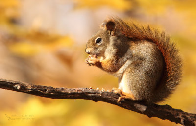 North American red squirrel, cureuil roux amricain (Tamiasciurus hudsonicus)