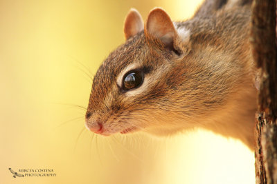 Eastern Chipmunk,Tamia rayé (Tamias striatus)