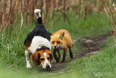 Probably the World's Worst Hunting Dog