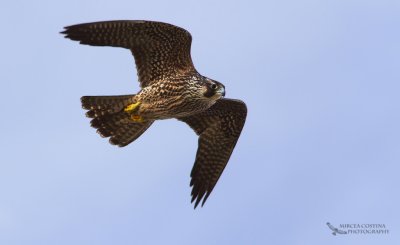 Peregrine Falcon,  Faucon plerin (Falco peregrinus)