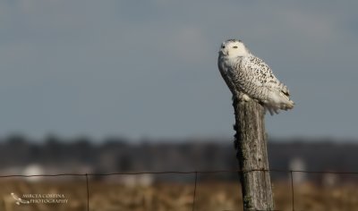 Snowy Owl, Harfang des neiges  (Bubo scandiacus)