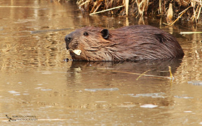 Canadian beaver, Castor du Canada (Castor canadensis)