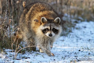 Common Raccoon (Procyon lotor)