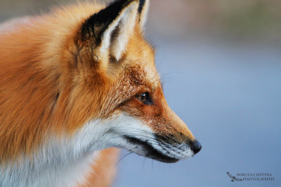 Red fox profile, Renard roux (Vulpes vulpes)